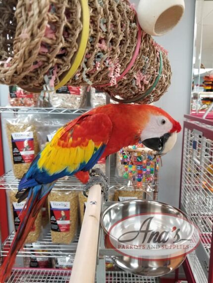 Gorgeous Scarlet Macaw Baby