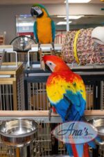 Gorgeous Scarlet Macaw Baby