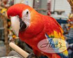 Gorgeous Scarlet Macaw Baby