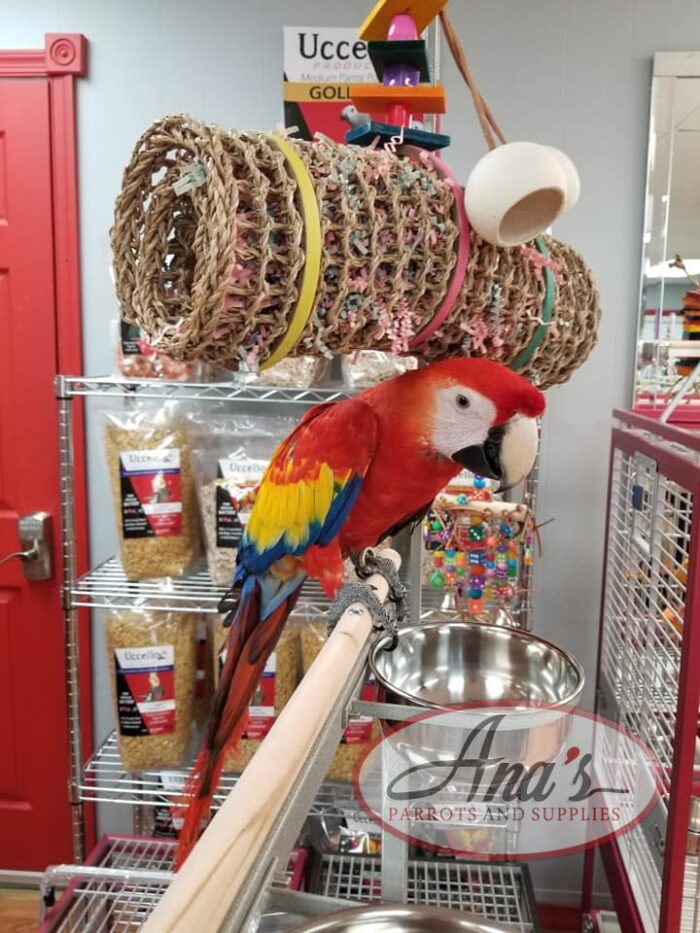 Gorgeous Scarlet Macaw Baby