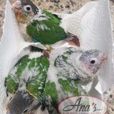 Green Cheek Babies