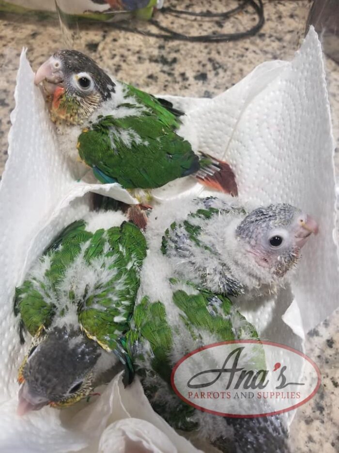 Green Cheek Babies