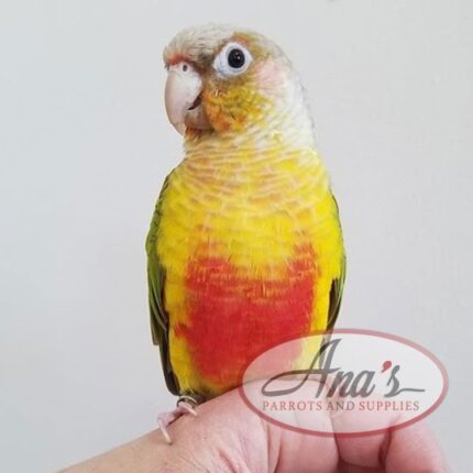 Green-Cheeked Conure