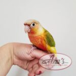 Green-Cheeked Conure