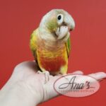 Green-Cheeked Conure Babies