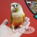 Green-Cheeked Conure Babies