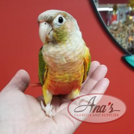 Green-Cheeked Conure Babies