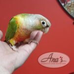 Green-Cheeked Conure Babies