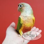 Green-Cheeked Conure Babies