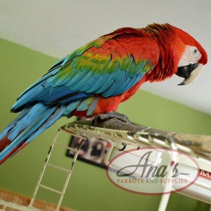 Hybrid Ruby Macaw