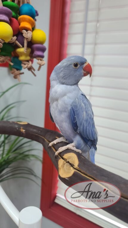 Indian Ring-Neck Parakeet