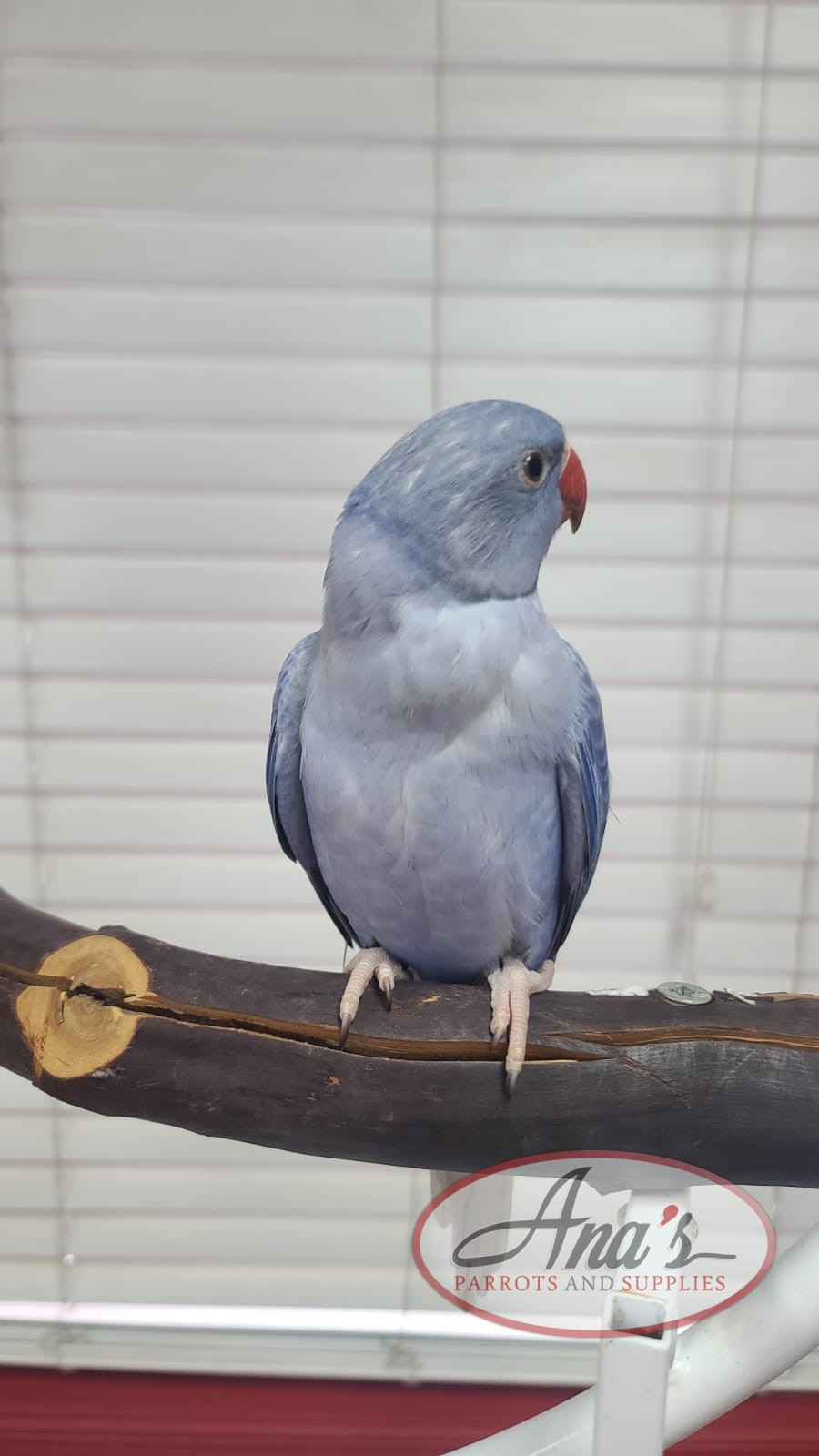 Indian Ring-Neck Parakeet