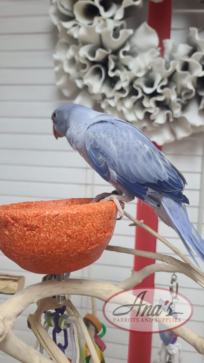 Indian Ring-Neck Parakeet