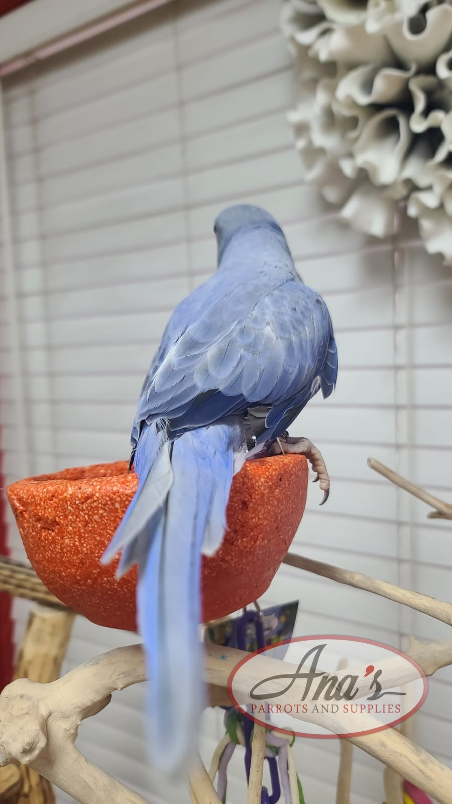 Indian Ring-Neck Parakeet