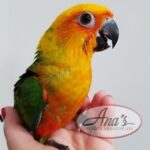 Jenday Conure