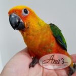 Jenday Conure