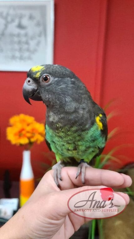 Meyer's Parrot