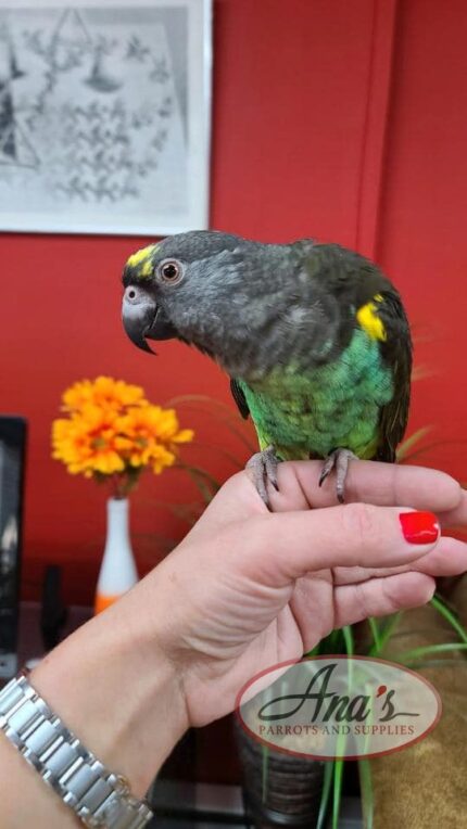 Meyer's Parrot