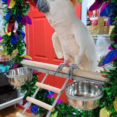 Moluccan Cockatoo