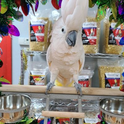 Moluccan Cockatoo