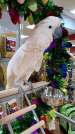 Moluccan Cockatoo