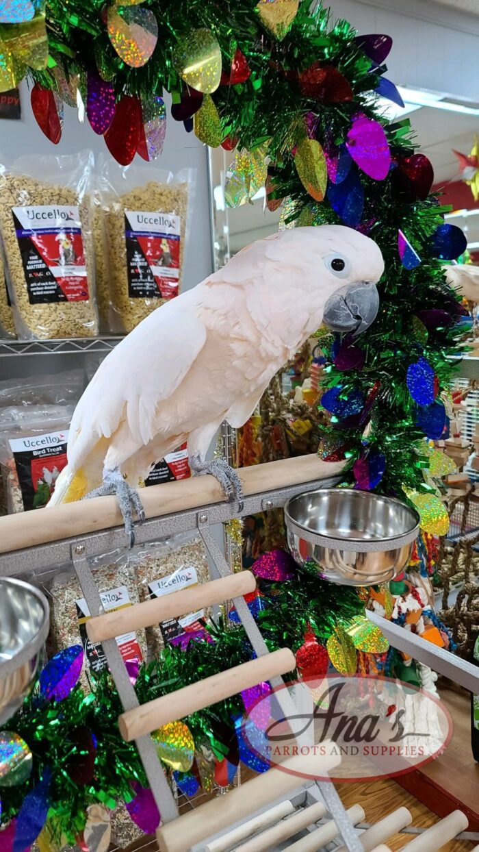 Moluccan Cockatoo