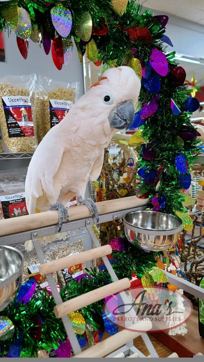 Moluccan Cockatoo