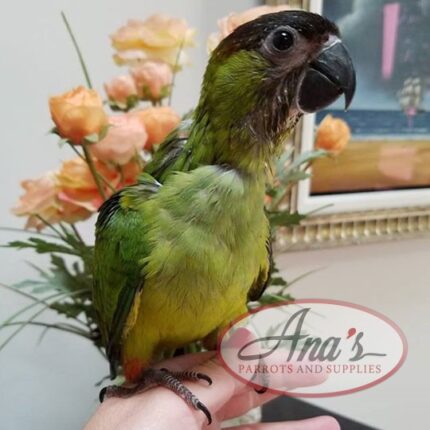 Nanday Conure