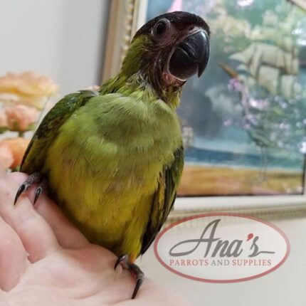 Nanday Conure