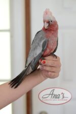 Rose-Breasted Cockatoo