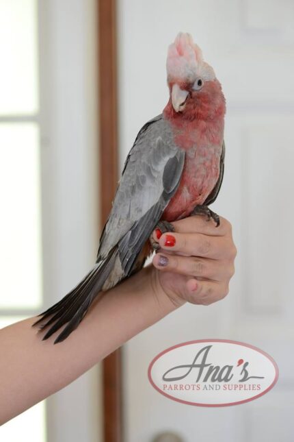 Rose-Breasted Cockatoo