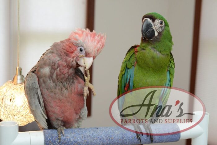 Rose-Breasted Cockatoo