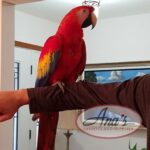 Scarlet Macaw