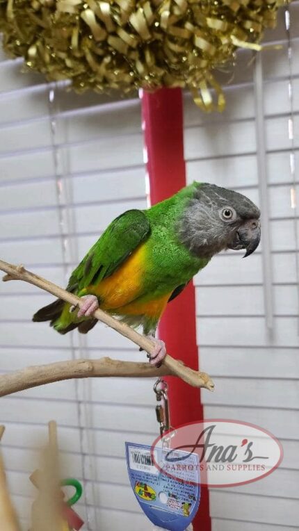 Senegal Parrot