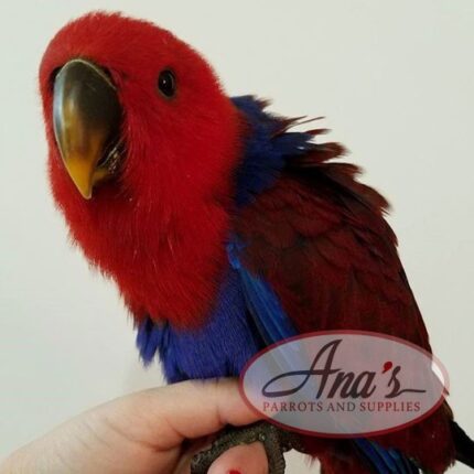 Solomon Island Eclectus