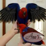 Solomon Island Eclectus