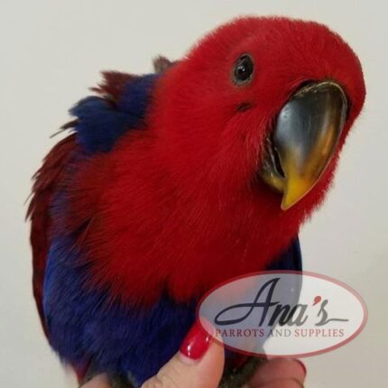 Solomon Island Eclectus