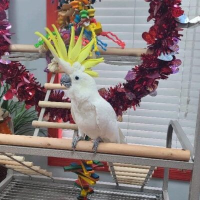 Sulphur-Crested Cockatoo