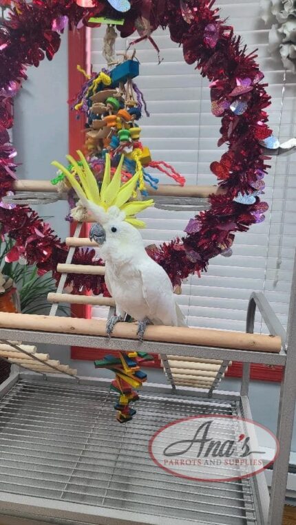 Sulphur-Crested Cockatoo