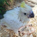 Sulphur-Crested Cockatoo