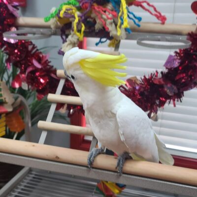 Sulphur-Crested Cockatoo