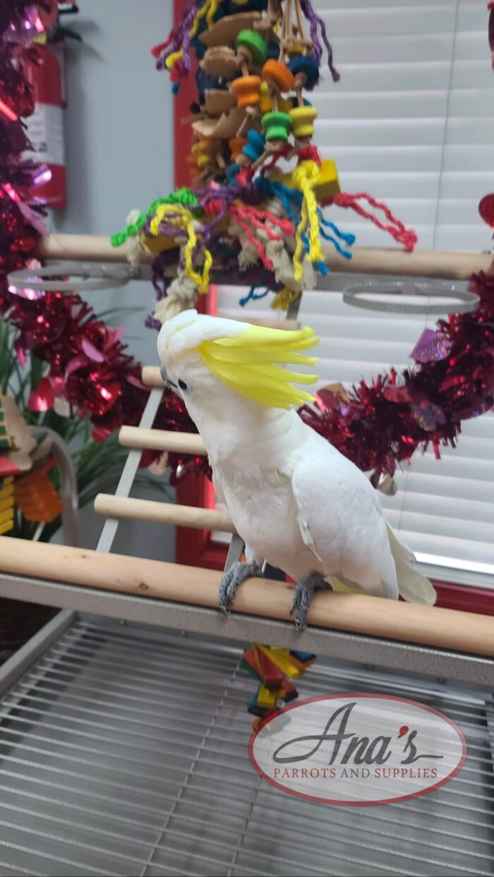 Sulphur-Crested Cockatoo