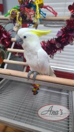 Sulphur-Crested Cockatoo