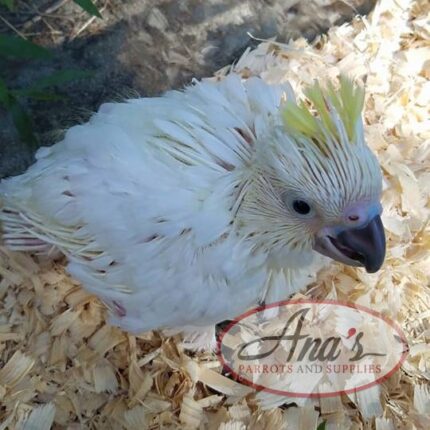 Sulphur-Crested Cockatoo