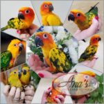 Sun Conure Babies