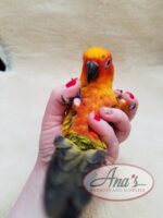 Sun Conure Babies