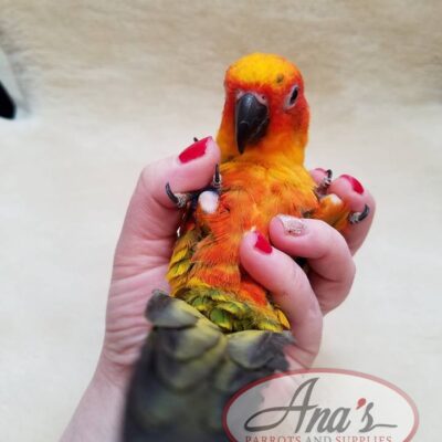 Sun Conure Babies