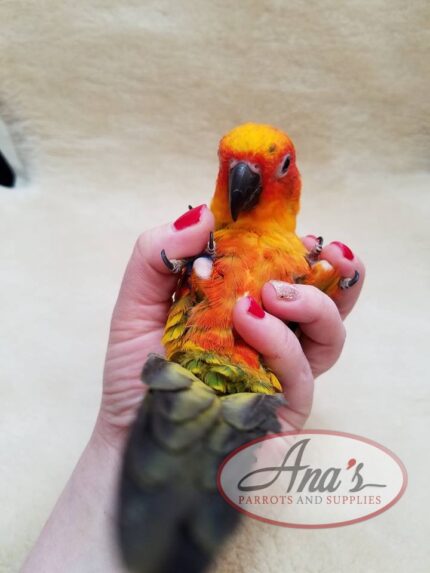 Sun Conure Babies