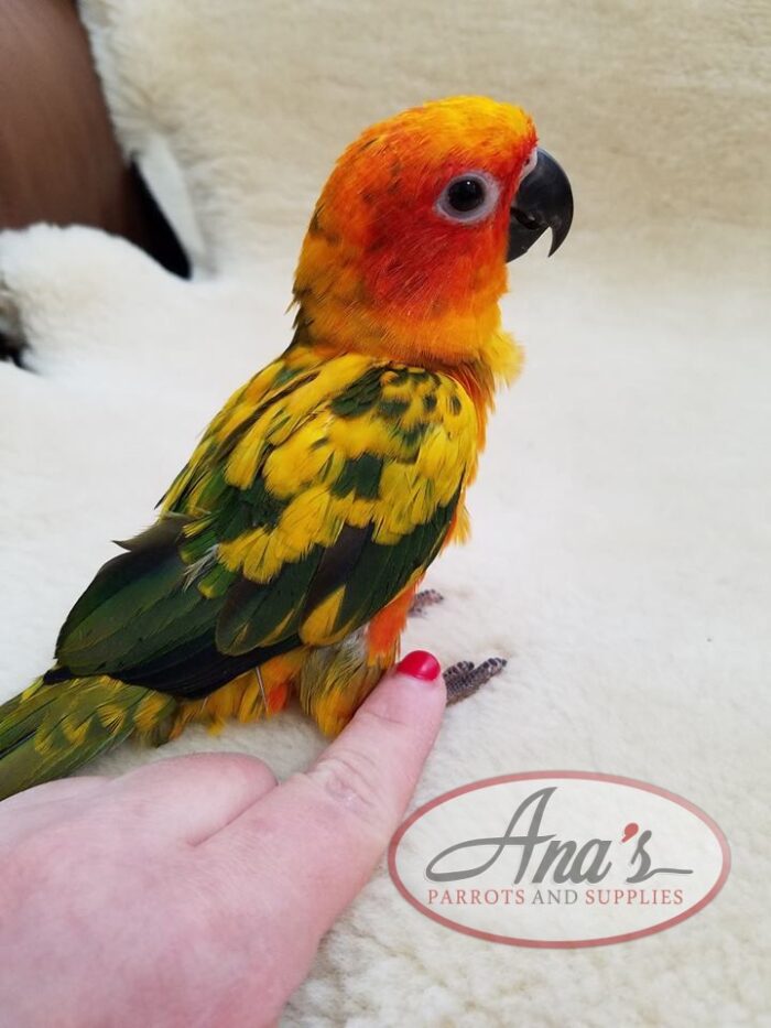 Sun Conure Babies