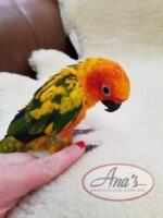 Sun Conure Babies